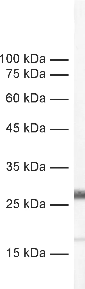 SNAP25 Recombinant Guinea pig - image 1